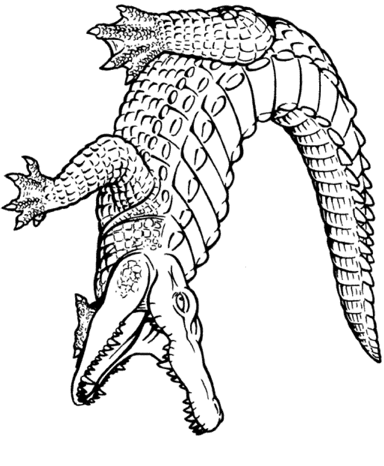 Crocodile Alligator Coloring Pages